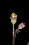 Roundleaf ragwort